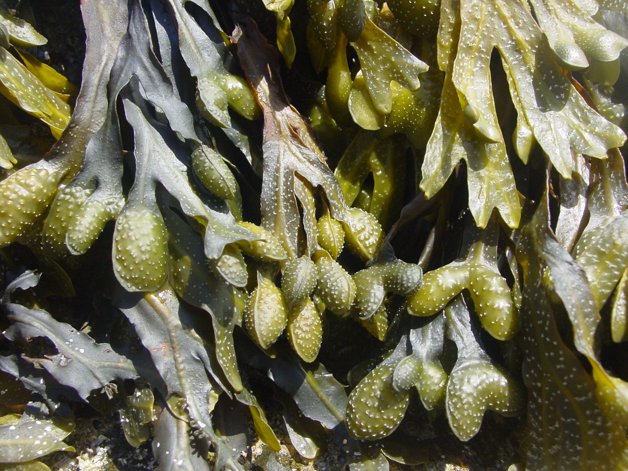 Fucus spiralis